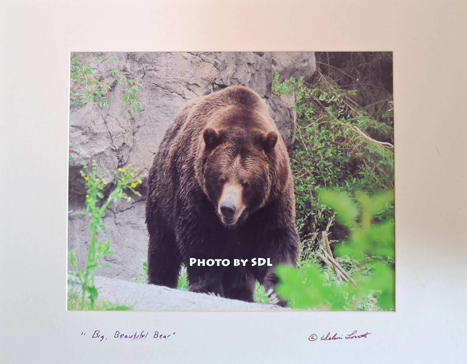 Big, Beautiful Bear
