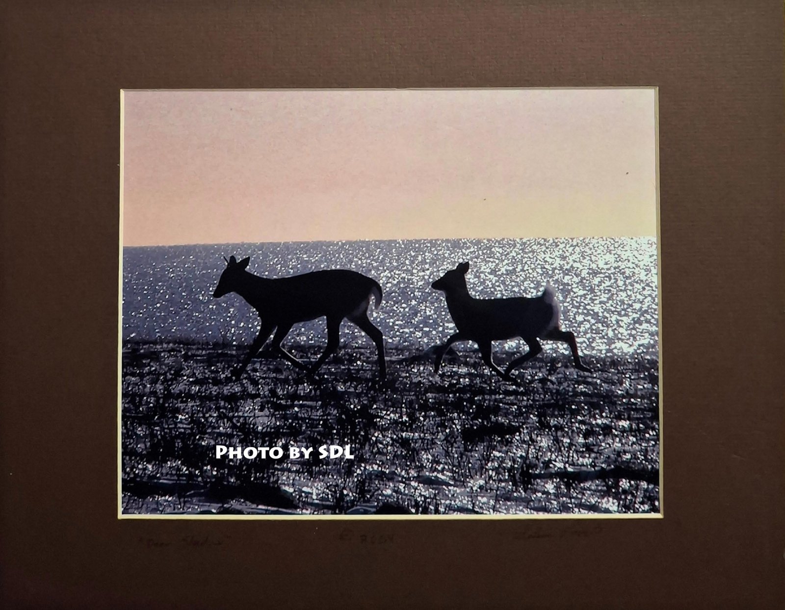 Deer Shadow
