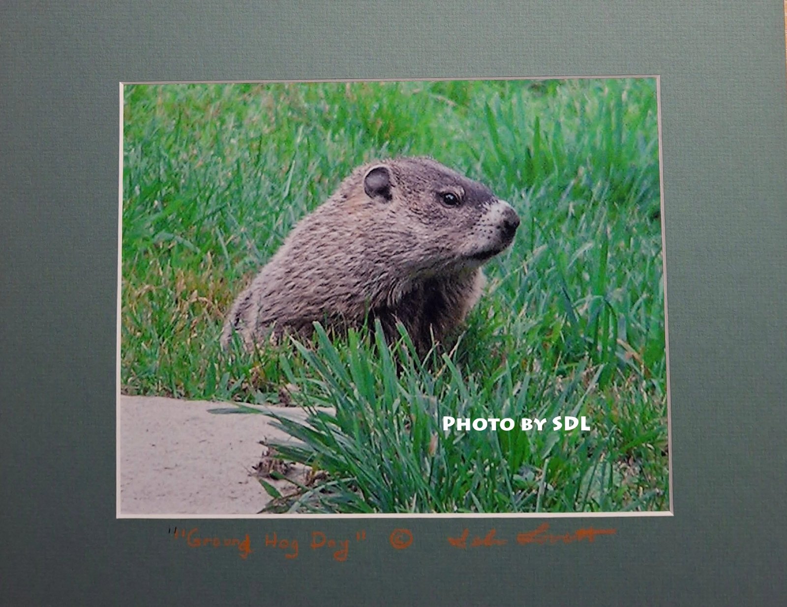 Ground Hog Day