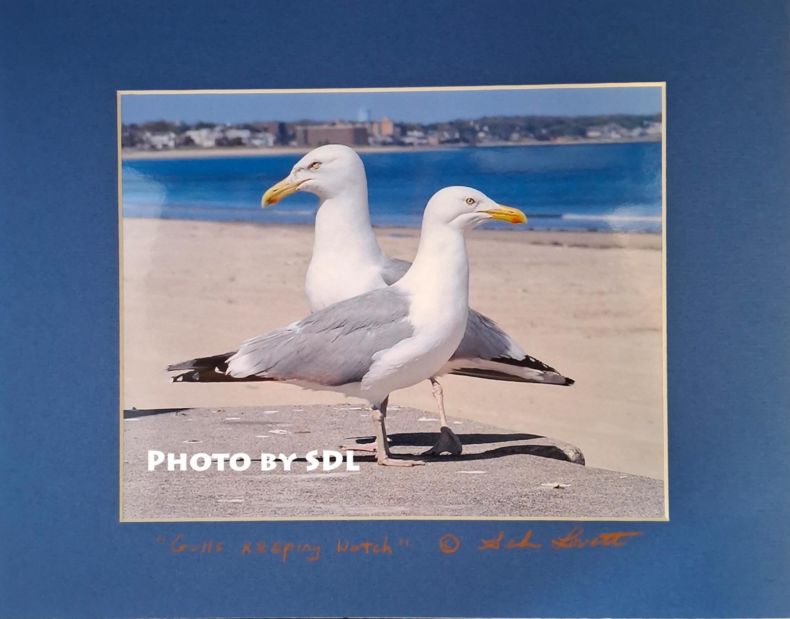 Gulls Keeping Watch