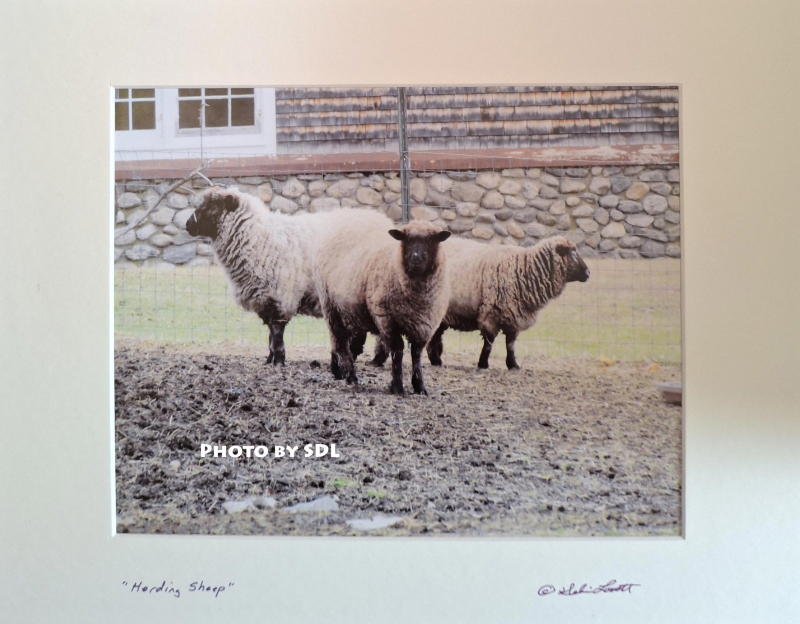 Herding Sheep