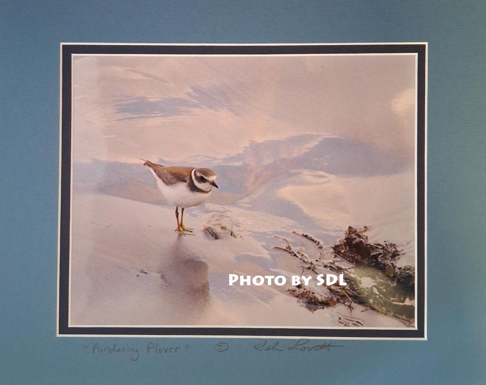 Pondering Plover