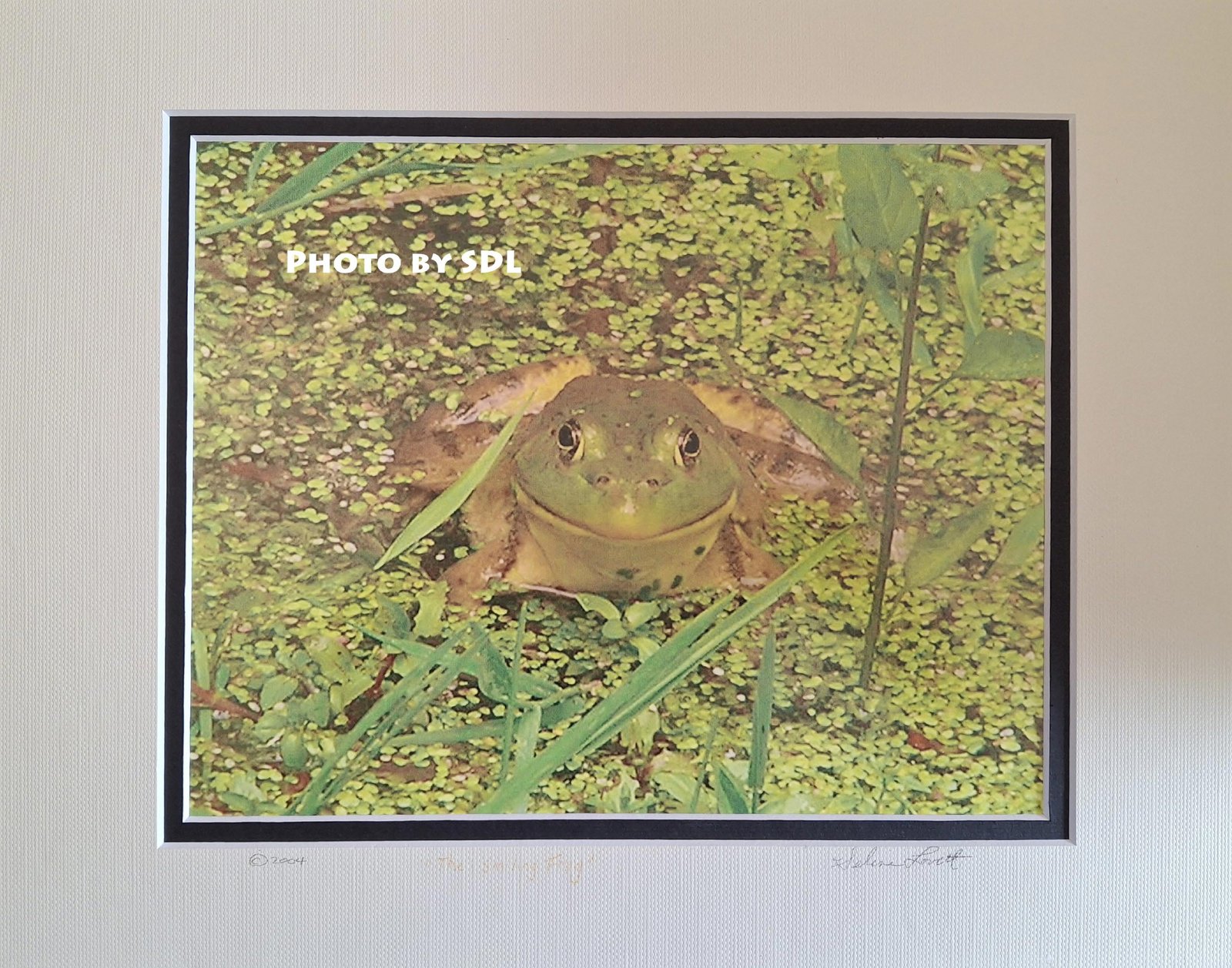 The Smiling Frog