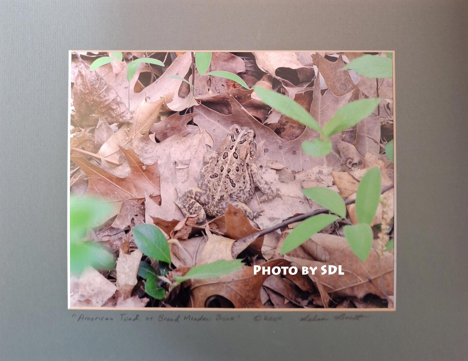 American Toad at Broad Meadow Brook