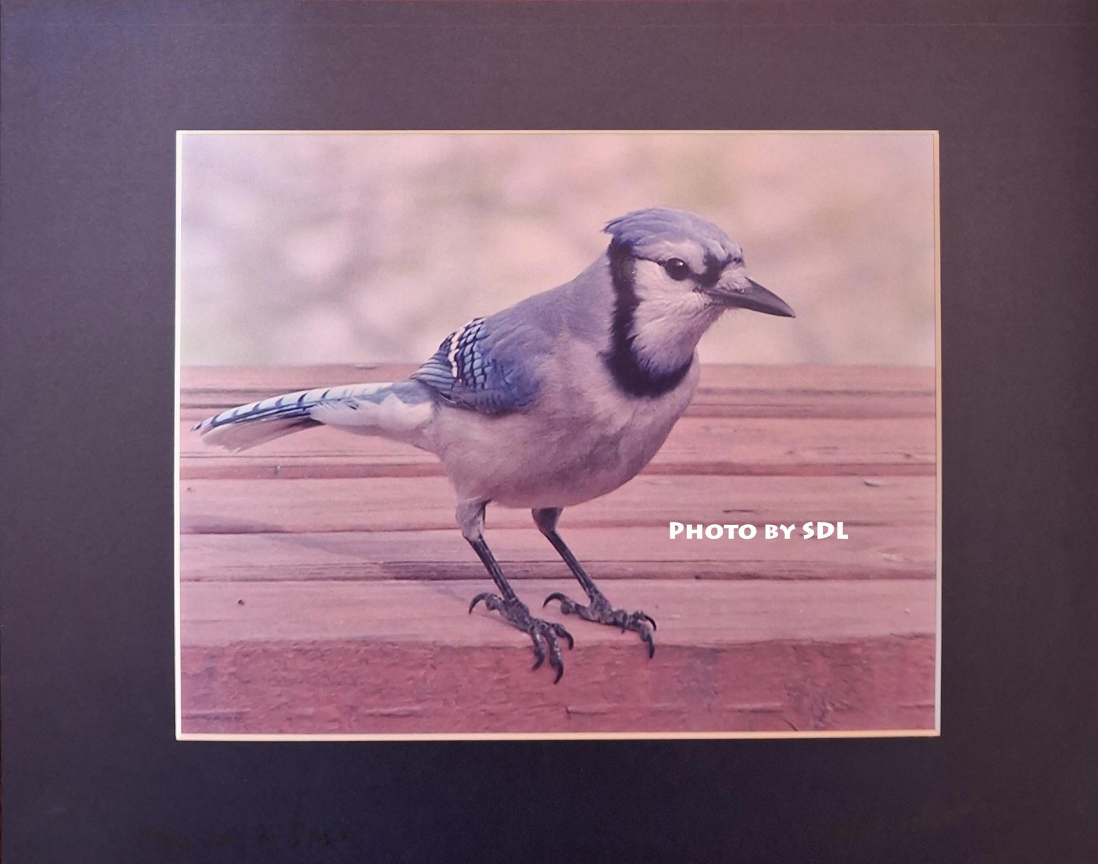 Blue Jay on Deck