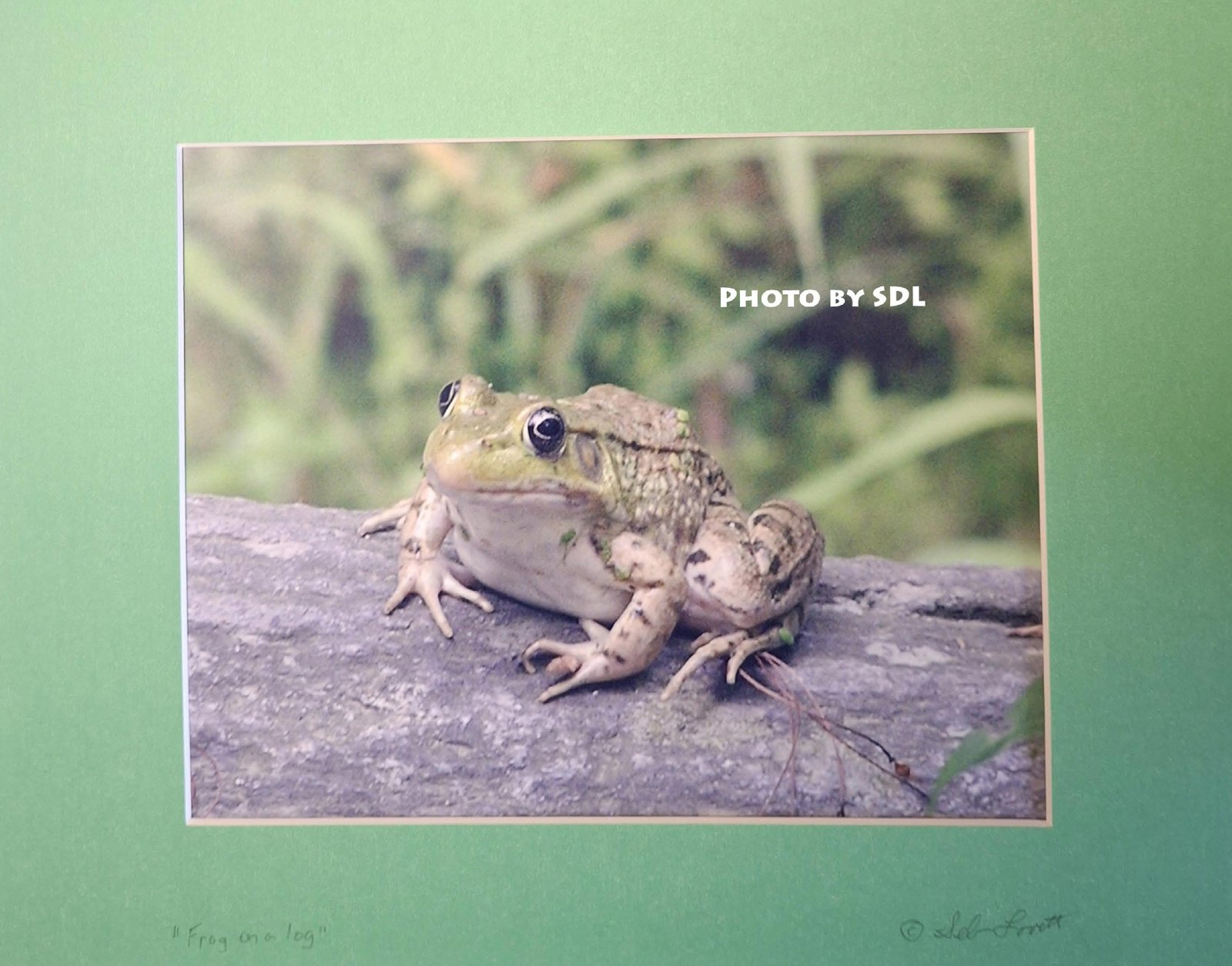 Green Frog on a Log