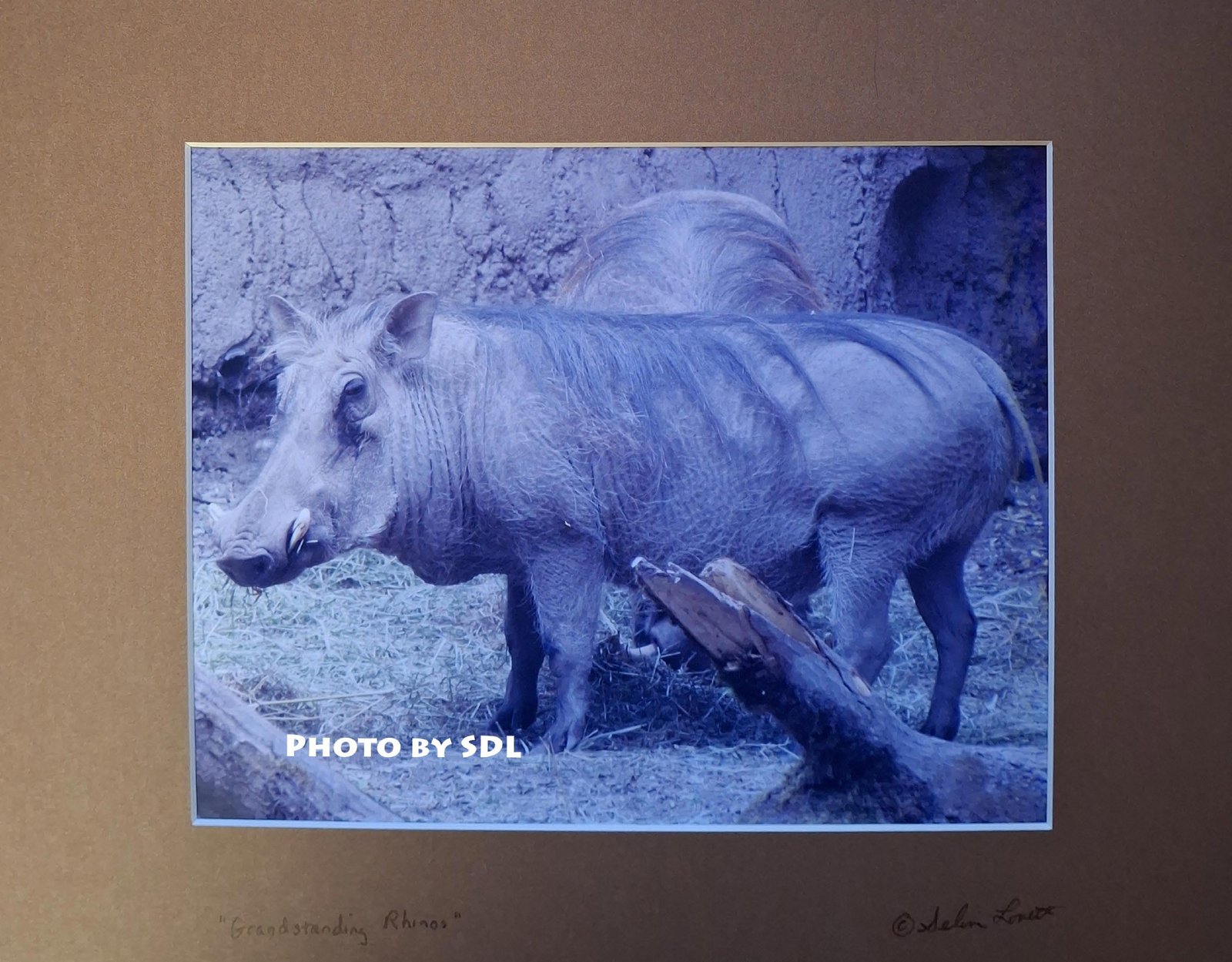 Grandstanding Rhino