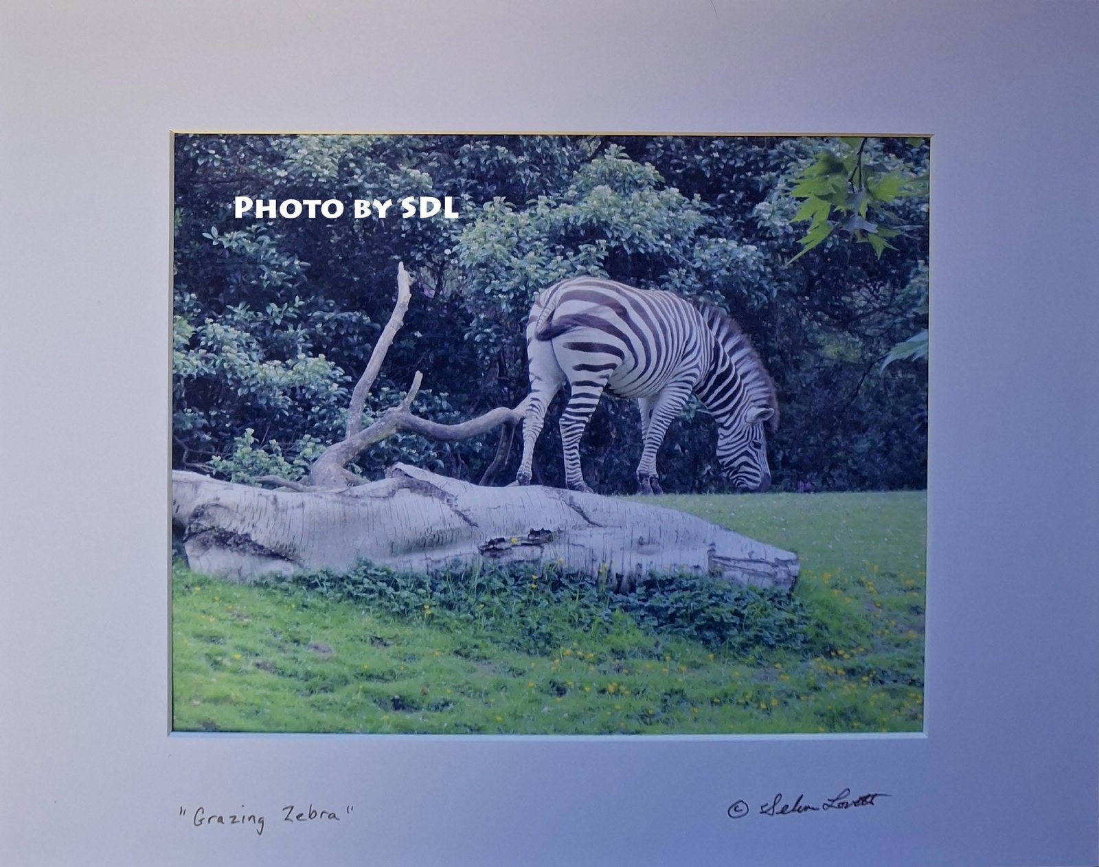 Grazing Zebra