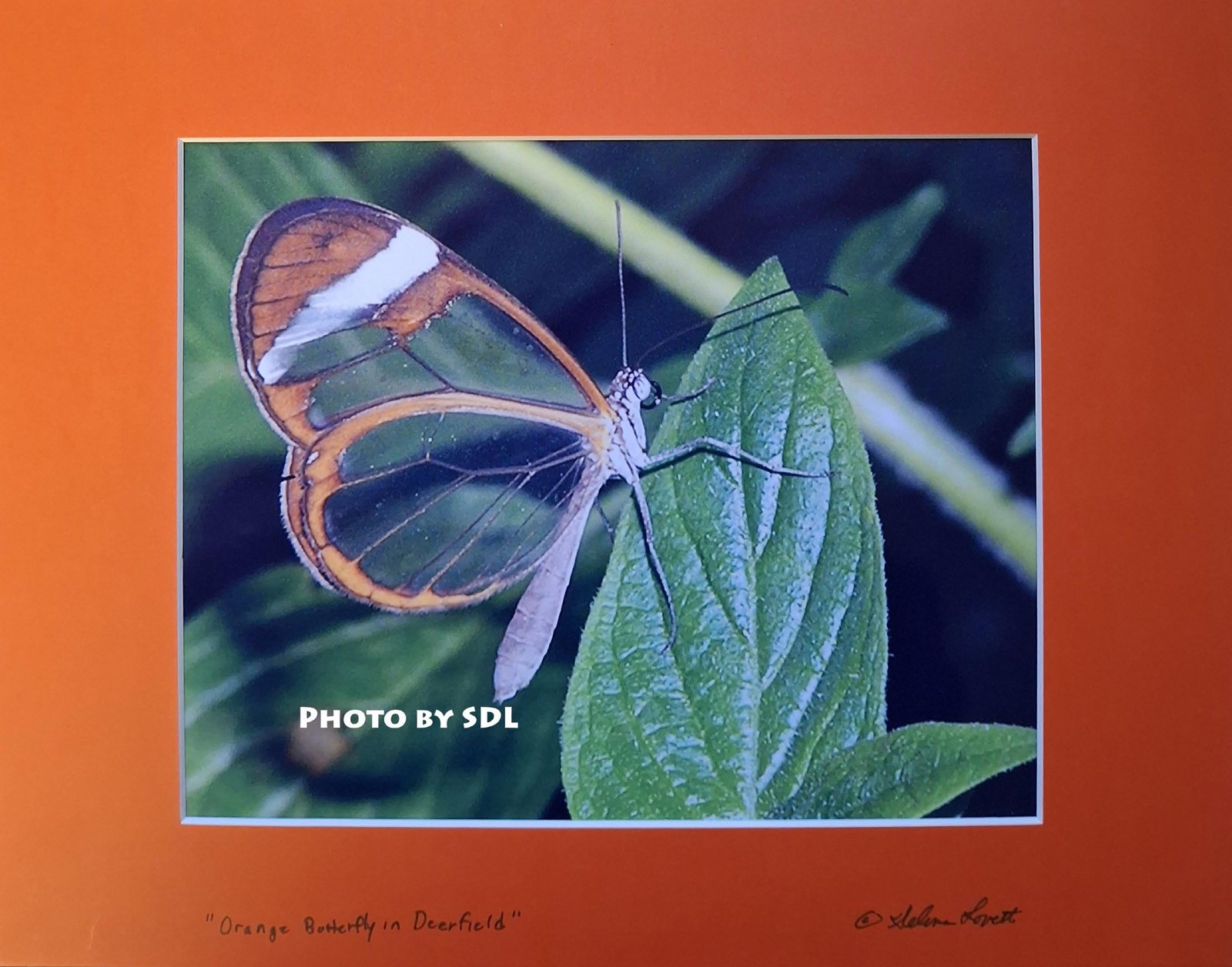 Orange Butterfly at Deerfield