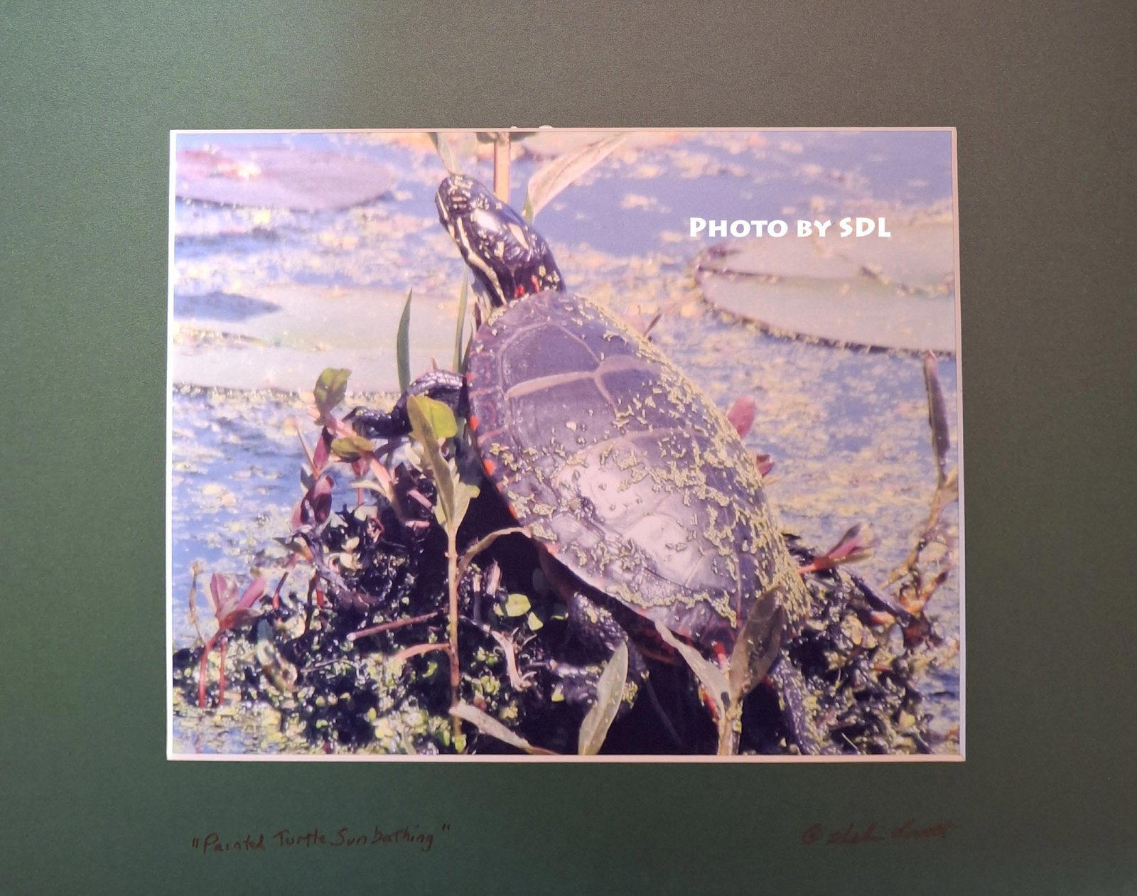 Painted Turtle Sunbathing