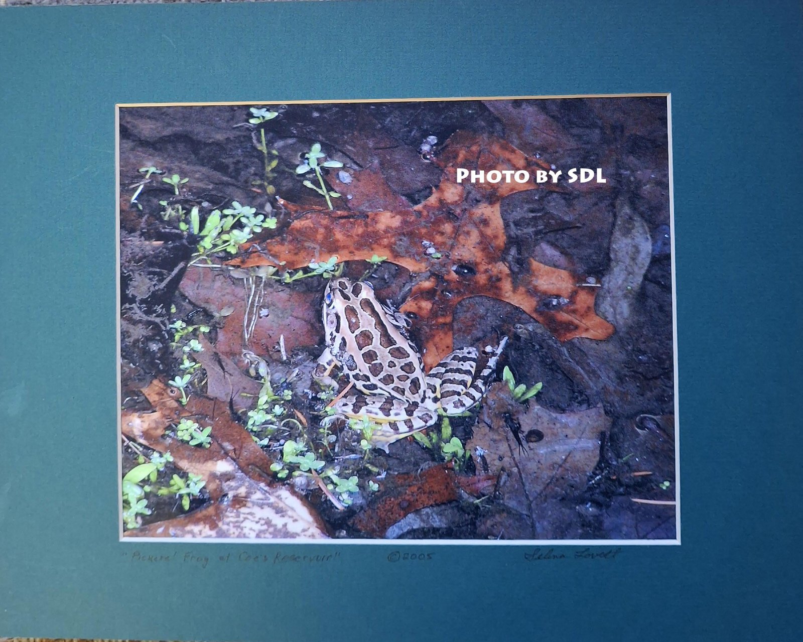 Pickerel Frog at Coe's Pond