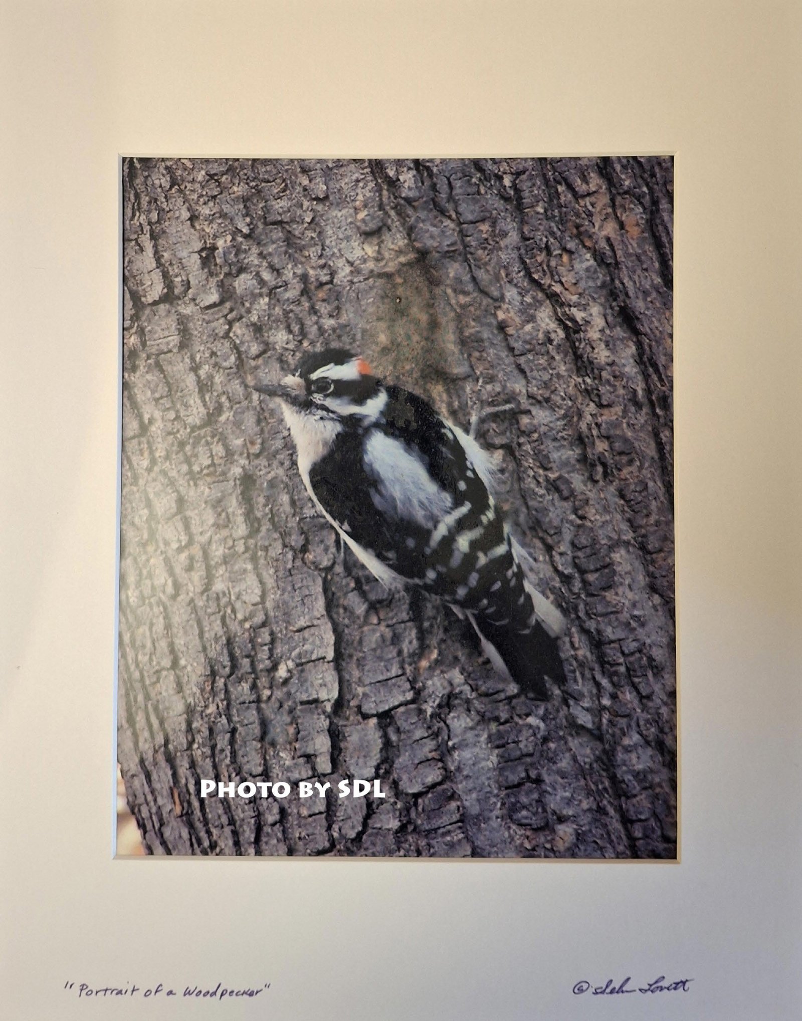 Portrait of a Woodpecker