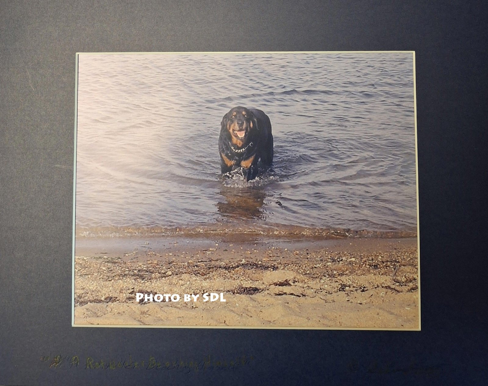Rottweiler Beaching Himself