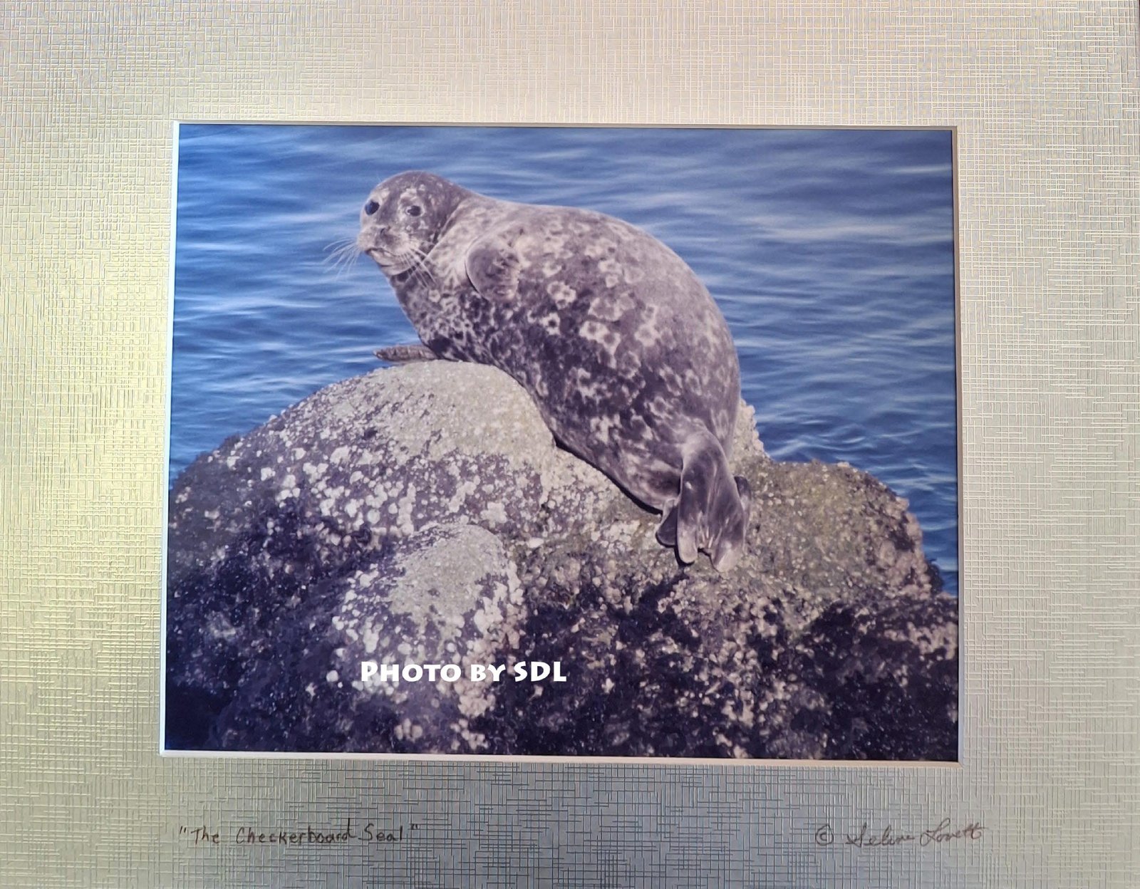 The Checkerboard Seal